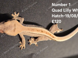 Lilly White Juvenile Crested Geckos with full Lineage