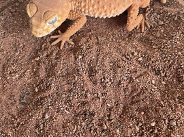 Male Nephrurus Amyae