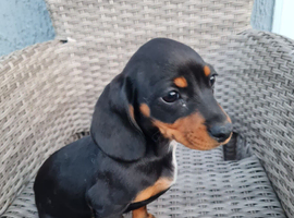 Dashalier puppies