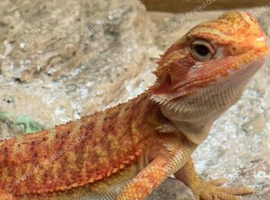 Red Dragon cross