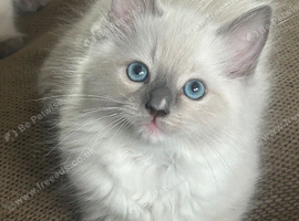GCCF Beautiful Ragdolls