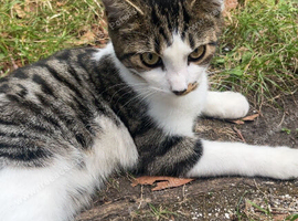 3 domestic short hairs 4 sale