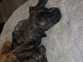 Female cane corso