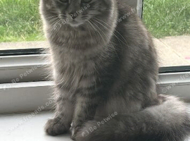 Stunning 9 month female
