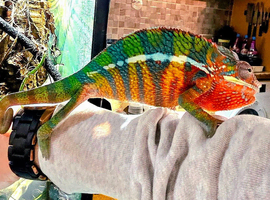 Male and Female panther chameleons.