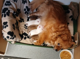 Pomeranian puppies ready to go