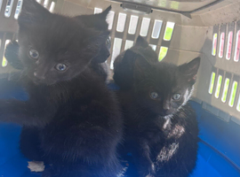 Kittens ready now