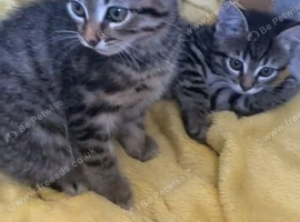 Tabby kittens ready for adoption Medway
