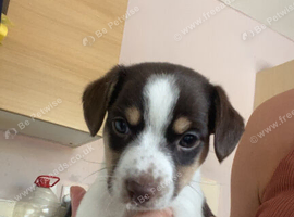 2 Jack Russell puppies