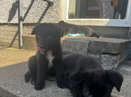 German Shepherd cross pups