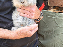 Baby rabbits