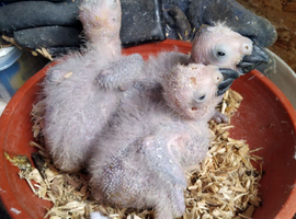 Baby African grey parrots