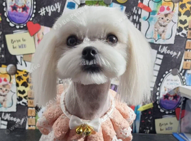 KC registered mature Maltese girl