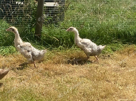 2x geese for sale