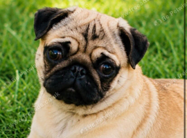 Pug Pedigree Girl Pup