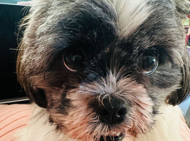 Beautiful 3-Year-Old Shih Tzu Female Seeking Loving Home