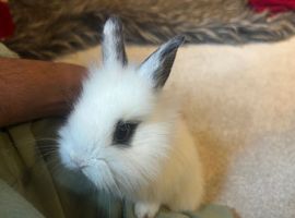 Dwraf bunnies for sale