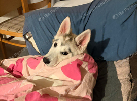 Pearl
