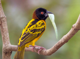 WEAVERBIRDS (Ploceidae)