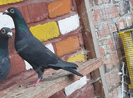 Black racing pigeons for sale