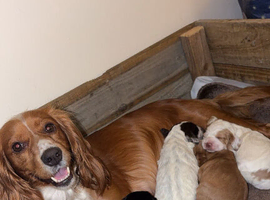 Cocker spaniel puppies