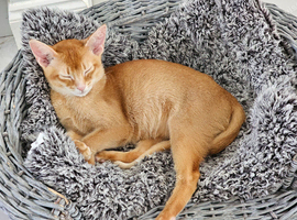 Abyssinian Kittens