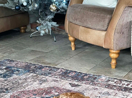 Sadly Rehoming dachshund