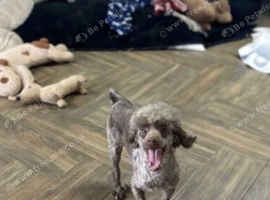 Sweeny adorable chocolate toy poodle boy