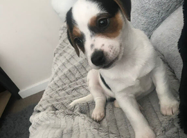 Jack russle pup