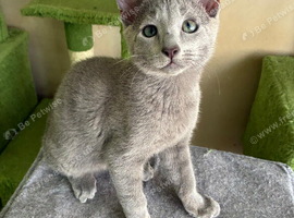 TICA 5* pedigree Russian blue kittens