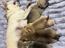 Adorable Chihuahua Puppies Looking for Loving Forever Homes!