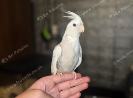Super silly tamed Cockateil