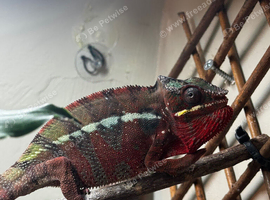Chaneleon