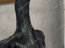 Pure indian aseel poulets for sale