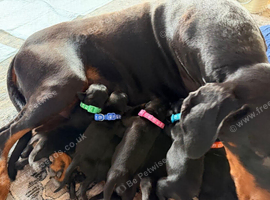 Doberman Puppies - Pedigree