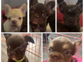 Fluffy frenchies
