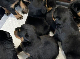 ROTTWEILER