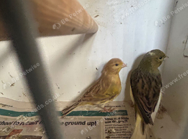 Breeding pair of canaries