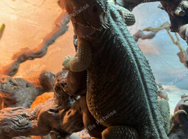 Bearded dragon