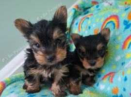 Yorkshire Terrier puppies