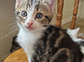 &pound;70 1 left tabby