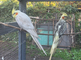 Pair of cockatiels
