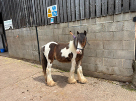 Chaps registered yearling