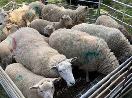 Lleyn Ewes & Lambs