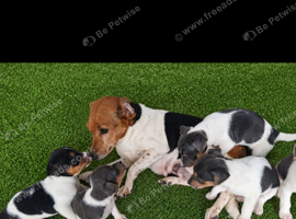 Blue tri jack russell puppies
