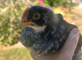 Stunning hand reared Marsbar cockerel- olive egger gene.