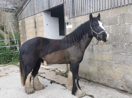 Stunning 15hh cob, 8 years old