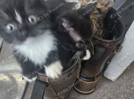 British Shorthair blue cross kittens Tabby and Black/white