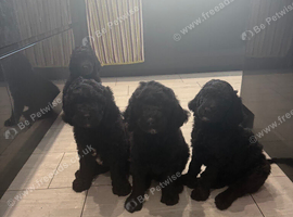 Labradoodle puppies ready now