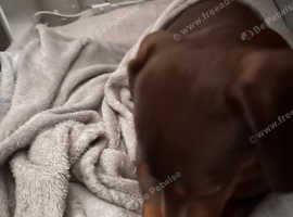 Chocolate miniature dachshund